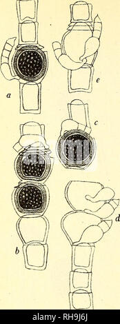 . Botanisk tidsskrift. Botanique ; plantes ; les plantes. - 402 -. crassit. cellule, veget 16 - 21 ^e, altit. 1 -1,5 m et l'OLP. "Oogon 31-45//, " 34-43// oospor » ; 29 - 40/ ; 32-40, "/* ; " stip. na'nnandr.. 10 - 15//, " 21-32// ; " cellule, antherid. ... 8 - 9//, " 7-9/ ;. Hab. : Nyborg insulae fyn. Paa den botaniske Forenings Ekskur- sion 15/6 1901 fandt le professeur E. Réchauffement climatique denne Oedogonium i fr i en Grøft Skov ved Nyborg. Denne Oedogonium ligner nok Oe. Lundense ; les hommes de Geller végétatif, bredere er kortere og og det er Tilfaeldet Oogoniet med samme et Oosporen udfylder, som har en dette et tyk Membran, der om minder Banque D'Images