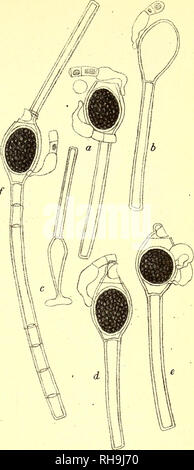 . Botanisk tidsskrift. Botanique ; plantes ; les plantes. - 40 - i:ut vulgo, elongata, cellula terminali (quae saepe est ovogonie) obtusa ; nannandribus oogoniis curvatis, dans antheridio exteriore sedentibus,, 1 - 2-mobile ; crassit. cellule, veget. . 7-12//, altit. 6 - 14 m-OLP.  ; " Oogon 30 - 36/ ;, " ' 56-68// oospor » ; 26 - 32//, - 32-45// ; " cellule, androsp. 7 - 12", •" 16-21// • » nannandr ;. . 9 - 12", " 30-35/j ; " cellule, antherid. 7 - 8 //, " 10-11 / ; ; " fil. basal. ... 3 - 14//, " 4 m-OLP. Hab.  :- Sjael Hørsholm insulae terre. Denne ualmindelig smukke Oedogonium fandt jeg den 6/o j 1903 Hørsholm Sø. Den havd Banque D'Images