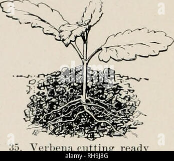 . La botanique, un texte pour les écoles élémentaires. La botanique. 26 AKTIFICIAL LA PROPAGATION. VerbeiiM ciittiiig, prêt pour la transplantation de la surface du sol. Si les boutures sont d'être cultivées dans une fenêtre, mettre trois ou quatre pouces de la terre dans une zone peu profonde ou une casserole. Une boîte à savon coupé en deux dans le sens de la longueur, de façon à ce qu'il fait un fort quatre ou cinq pouces de profondeur-comme une télévision à du jardinier est excellent. Les boutures de plantes communes, comme le géranium, coléus, fuch- sia, oeillet, sont maintenus à une température de la pièce à vivre. Aussi longtemps que les boutures brillant et vert, ils sont en bon état. Il peut être un mois avant de former des racines. Quand Banque D'Images