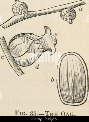 . La botanique pour les dames ; ou, une introduction au système naturel de plantes, selon la classification de De Candolle. -- La Classification. CHAP. XI.] CUPULIFER^. 191 conserver jusqu'à maturité. Les fleurs mâles et femelles sont sur le même plant. Le genre Quercus. Les fruits de toutes les espèces de chêne est un gland, ce qui n'est que partiellement couvert par un involucre écailleux appelé la tasse. La forme de l'acorn, et la hauteur à laquelle elle est couverte par le tasse, diffèrent dans les différentes espèces ; mais le caractère général des deux est toujours le même. Les chatons mâles de la politique commune de la Chêne (Qiiercus Banque D'Images