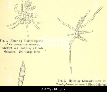 . Botanisk tidsskrift. Botanique ; plantes ; les plantes. - 315 - rosis, initio, testaceis, hyphis brevibus fascis dein, erectis brunneis conidiis cylindricis, ;, sursum atténue, hyalinis fusces eentibus- vel pallide, septatis, 60-70 p. L, 5-6 un er. Dans muïti Polygonati foliis- flori. Baggesvogn Vendsyssel :.. 250 M. Gange forst. Fig. 8. Klamydosporer af Ceratophorum setosum. 300 M. Gange forst. Macrosporium Arnicae n. sp. Maculis foliieolis amphigenis rotundatis,,, brunneis concentrice zonatis, dense ; conidiis formibus fuscis sarcini-, murali,-divisis, 36-40 ^ L, 30 p&gt ; er. Dans foliis vivis Arnicae montanae Banque D'Images