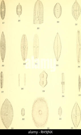 . Botanisk tidsskrift. Botanique ; plantes ; les plantes. Botanisk Tidsskrift, Bd. 26. Tavle 2.. E. del Østrup. Pacht &AMP ; Crone phototyp.. Veuillez noter que ces images sont extraites de la page numérisée des images qui peuvent avoir été retouchées numériquement pour plus de lisibilité - coloration et l'aspect de ces illustrations ne peut pas parfaitement ressembler à l'œuvre originale.. Botaniske forening i København. København : H. Hagerups Forlag Banque D'Images