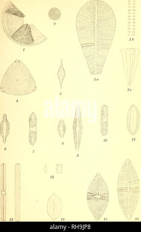 . Botanisk tidsskrift. Botanique ; plantes ; les plantes. Botanisk Tidsskrift, Bd. 26. Tavle 1.. E. del Østrup. Pacht &AMP ; Crone phototyp.. Veuillez noter que ces images sont extraites de la page numérisée des images qui peuvent avoir été retouchées numériquement pour plus de lisibilité - coloration et l'aspect de ces illustrations ne peut pas parfaitement ressembler à l'œuvre originale.. Botaniske forening i København. København : H. Hagerups Forlag Banque D'Images