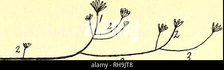 . Botanisk tidsskrift. Botanique ; plantes ; les plantes. Fig. 40. Lumnitzera coccinea. Fotografi af en 5 Skudgenerationer naesten vandret gammel, Gren. Staerkt kraftigste formindsket. de hypotrofe Sidegrene er Grene, der efter Udspring Moderaxen deres fra, hvor de danner en Vinkel paa ca. 45° med denne, i en Bue krummer sig, dadcp tilsidst lodrette indtil de le. Fortsaettes Forgreningen aap denne Maade fra de vandrette Grendele overvejende hypotroft epitrofe, idet de Grene, der kommer til Ud- vikling, kun er og smaa svage hypotrofe j'forhold til de. Sous- tiden kan der fremkomme Forhold, der ganske sva Banque D'Images