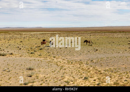 Chevaux sauvages dans le désert de Gobi, en Mongolie. Banque D'Images