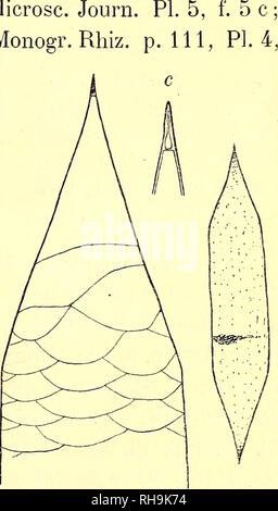 . Botanisk tidsskrift. Botanique ; plantes ; les plantes. - 13 - p. 161 ; Cleve, Pl. f. l'océan et de l'ind. Bartos malais. p. 23 ; Schröder, Neapel p. 25 ; Lemmermann, 1. c. p. 315. 2 (r) - 3 (c) - 6 (r) - 7 (c) - 10 ( +). Repas : Le Nord de l'océan Atlantique, en particulier dans la mer du Nord et la Manche, Méditerranée, Mer Rouge, le golfe d'Aden, l'archipel malais, de la mer de Chine, Yeddo Bay, Cook Strasse (S. de Nouvelle-Zélande). - Espèces néritiques. 35. R. styliformis. Btw, MICR. Journ. 1858, p. 96, PI. 5, f. 5a,b,c,d ; VanHeurck, extrait du PI. 78, f. 1 -5, PI. 79, f. 1,2,4 ; Peragallo, Monogr. Rhiz. p. Ill, PL 4, f. 1-5 Banque D'Images