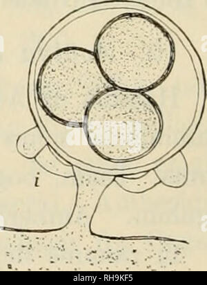 . Botanisk tidsskrift. Les plantes Les plantes ; -- le Danemark. Fig. III. Une Oosporen Achlya Aruma ; med den tykke tilhojre forneden ses Membran ; b og /" l'Aphanomyces coniger ; je begge figurer ses Antheridiegrene ; d'Achlya racemosa, forma stelligera ; e Achlya Aruma ; Ovogonie med Oogonvaeggens feeble kun udvikling af Pigge ; g ; h polyandra Achlya Saprolegnia asterophora, Ovogonie ; j'Achlya racemosa. Ovogonie med pour Antheridier (a x 165 ; b, c, d et e, 250 X I X c. 300). 11. Achlya polyandra (Hildebrand) de Bary ; fig. Malade, g. Hildebrand, 1867, pag. 258 ; de Bary 1888, pag. 634. Vigt. Karakt. : Klaseformet ord Banque D'Images