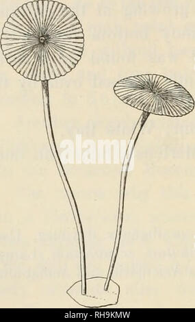 . Botanisk tidsskrift. Les plantes Les plantes ; -- le Danemark. Bull. Torrey bot. Club, 28, 1901, p. 321. Acetabularia Schenckii Mobius, Bearbeitung von der H. Schenck dans Brasilien gesammelten Algen. Hedwi- gia, Bd. 28, 1889, p. 309. Quelques spécimens ont été trouvés dans une collection d'Acetabularia crenulata. Ils s'entendent très bien avec la description de Howe (1. c. p. 323-4). Les spécimens avec les gamétanges n'a été trouvé, dans lequel la décalcification avant les gamétanges coincés ensemble dans la masse calcaire mentionné par Solms. Les gamétanges avait environ 70-80/i de diamètre. Corona ont à la fois supérieure et inférieure d'épaisseur plutôt Banque D'Images