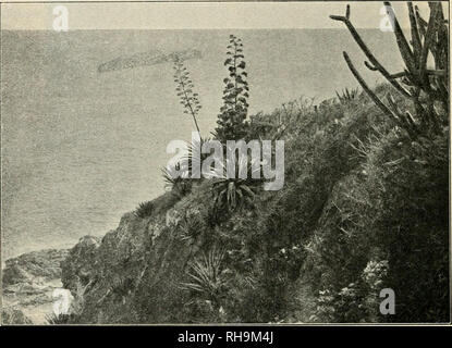 . Botanisk tidsskrift. Les plantes Les plantes ; -- le Danemark. - 258 ont été observés, mais plus haut sur les rochers sont couverts par les lichens. Le coucal portulacastrum L. et Philoxerus vermicularis (L.) est apparue comme la première des plantes à fleurs et mêlés avec eux bien développé Cereus- et espèces d'Opuntia, qui ici à si peu de distance de la mer peut être ravagé par elle. Sur le côté sud de Saint Thomas et sur les îles autour du port de Charlotte Amalie les agaves ont été de plus en plus souvent jusqu'à la mer. La photo d'accompagnement (fig. 40) a. Fig. 40. Agaves, Plumieria, Cereus etc. croissant sur les r Banque D'Images