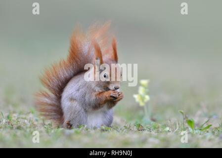 Eurasienne de l'écureuil roux (Sciurus vulgaris) manger, Saxe, Allemagne Banque D'Images