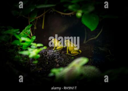 Terrible poison arrow (grenouilles Phyllobates terribilis), Canada Banque D'Images