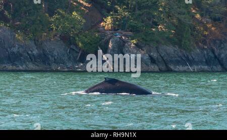 Nageoire dorsale, la baleine à bosse (Megaptera novaeangliae), Howe Sound, près de Vancouver, Colombie-Britannique, Canada Banque D'Images