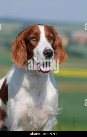 Setter Irlandais rouge et blanc, animal portrait, Autriche Banque D'Images