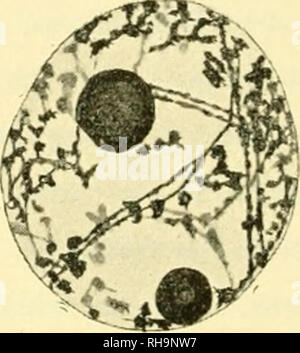 . Botaniska studier, tellägnade F. R. Kjellman den 4 novembre 1906. Kjellman, F. R. (Frans Reinhold), 1846-1907 ; la botanique. Hg- 5- Fig. 4. Veuillez noter que ces images sont extraites de la page numérisée des images qui peuvent avoir été retouchées numériquement pour plus de lisibilité - coloration et l'aspect de ces illustrations ne peut pas parfaitement ressembler à l'œuvre originale.. Uppsala, Almqvist & Wiksell ; Banque D'Images