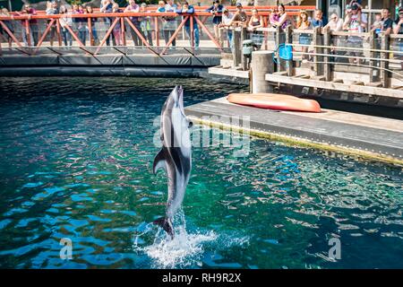 Dauphin à flancs blancs du Pacifique (Lagenorhynchus obliquidens) saute hors de l'eau à un spectacle de dauphins, l'Aquarium de Vancouver à Stanley Banque D'Images