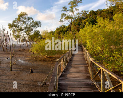 La demande par l'intermédiaire de mangrove dans le parc national de Bako, Bornéo, Malaisie Banque D'Images