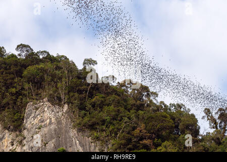 Les chauves-souris de l'essaim de quitter les grottes à Gunung Mulu National Park, Bornéo, Malaisie Banque D'Images