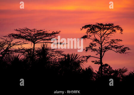 Kinabatangan Wildlife Sanctuary en jungle dans la soirée, Sabah, Bornéo, Malaisie Banque D'Images