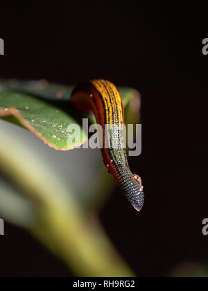 Tiger Leech (Haemadipsa picta) qui rôdent sur une feuille dans la jungle de Bornéo Kinabatangan Wildlife Sanctuary, dans Sabah, Bornéo, Malaisie Banque D'Images