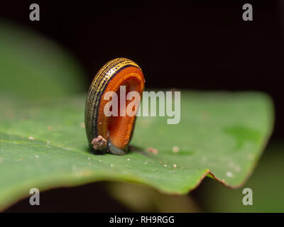 Tiger Leech (Haemadipsa picta) qui rôdent sur une feuille dans la jungle de Bornéo Kinabatangan Wildlife Sanctuary, dans Sabah, Bornéo, Malaisie Banque D'Images