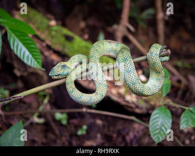 Wagler (Tropidolaemus wagleri du pitviper) dans le parc national de Bako, Bornéo, Malaisie Banque D'Images