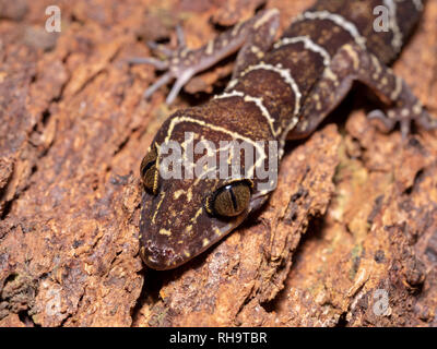 Peter's forest gecko (Cyrtodactylus consobrinus) dans le parc national de Bako, Bornéo, Malaisie Banque D'Images