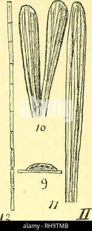 . Botanische Untersuchungen ber einige Java dans vorkommende Pilze, besonders ber, bewohnende auftretende Bltter parasitisch Arten. Champignons -- Indonésie Java ; les champignons phytopathogènes -- Indonésie Java. . Veuillez noter que ces images sont extraites de la page numérisée des images qui peuvent avoir été retouchées numériquement pour plus de lisibilité - coloration et l'aspect de ces illustrations ne peut pas parfaitement ressembler à l'œuvre originale.. Sijfert Koorders, Hendrik, 1863-1919. Amsterdam : J. Mueller Banque D'Images