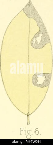 . Botanische Untersuchungen ber einige Java dans vorkommende Pilze, besonders ber, bewohnende auftretende Bltter parasitisch Arten. Champignons -- Indonésie Java ; les champignons phytopathogènes -- Indonésie Java. . Veuillez noter que ces images sont extraites de la page numérisée des images qui peuvent avoir été retouchées numériquement pour plus de lisibilité - coloration et l'aspect de ces illustrations ne peut pas parfaitement ressembler à l'œuvre originale.. Sijfert Koorders, Hendrik, 1863-1919. Amsterdam : J. Mueller Banque D'Images