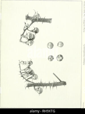 . Botanische Jahrbcher Pflanzengeschichte und Systematik fr, Pflanzengeographie. Les plantes. . Veuillez noter que ces images sont extraites de la page numérisée des images qui peuvent avoir été retouchées numériquement pour plus de lisibilité - coloration et l'aspect de ces illustrations ne peut pas parfaitement ressembler à l'œuvre originale.. Engler, Adolf, 1844-1930. Engelmann Leipzig : W. Banque D'Images