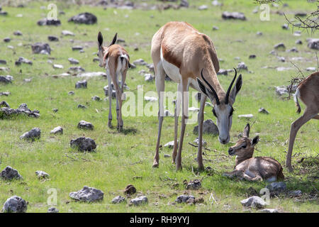 Antidorcas marsupialis Springbok - mère - bébé renifler dans Etosha. Banque D'Images