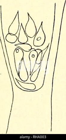 . Botanisk tidsskrift. Botanique ; plantes ; les plantes. - 342 - J'ai parlé de cette espèce certaines plantes, J'ai rencontré dans le nord-ouest. De plus en plus de terres de glace-* à des hautes eaux en compagnie d'Ulothrix consociata et Urospora mirabilis. Mes plantes atteignent une longueur d'environ 1 mm., la tête est généralement plus court que le stipe, parfois plus ou parfois d'environ la même longueur que le stipe, comme illustré par les mesures suivantes. La manette la longueur de l'épaisseur de la longueur de l'épaisseur au-dessus au-dessous au-dessus au-dessous de 16 fi 9/4 174 p. 36 ß 26 ,u 224 29 - 14 ss - 464 - 36 - 29 - 333 - 23 - 14 - 600 - 29 - 23 - 326 -. La tête est de nous Banque D'Images