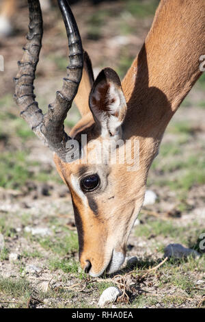 Head shot of Black face Impala (Aepyceros melampus) le pâturage. Banque D'Images