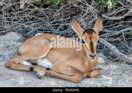 Un nouveau bébé, impala à face noire Aepyceros melampus, reposant sur le sol dans le parc d'Etosha. Banque D'Images