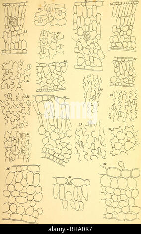 . Botanisk tidsskrift. Botanique ; plantes ; les plantes. Botanisk Tidsskrift 19. Lier Tavle. 16. F. Børgesen del.. Veuillez noter que ces images sont extraites de la page numérisée des images qui peuvent avoir été retouchées numériquement pour plus de lisibilité - coloration et l'aspect de ces illustrations ne peut pas parfaitement ressembler à l'œuvre originale.. Botaniske forening i København. København : H. Hagerups Forlag Banque D'Images