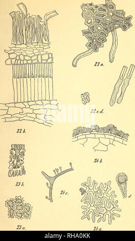 . Botanisk tidsskrift. Botanique ; plantes ; les plantes. Botanisk Tidsskrift 19. Bind. 14 Tavle.. B, Oram del. 22. Gossypium. 23. Cannabis sativa. 24. Spergula sativa.. Veuillez noter que ces images sont extraites de la page numérisée des images qui peuvent avoir été retouchées numériquement pour plus de lisibilité - coloration et l'aspect de ces illustrations ne peut pas parfaitement ressembler à l'œuvre originale.. Botaniske forening i København. København : H. Hagerups Forlag Banque D'Images