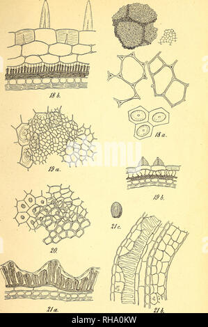 . Botanisk tidsskrift. Botanique ; plantes ; les plantes. Botanisk Tidsskrift 19. Bind. 13 Tavle.. B. gramme del. 18. Sinapis dissecta, 19. Sisymbrium officinale. 20. Sisymbrium Sophia. 21. Thïaspi. arverne. Veuillez noter que ces images sont extraites de la page numérisée des images qui peuvent avoir été retouchées numériquement pour plus de lisibilité - coloration et l'aspect de ces illustrations ne peut pas parfaitement ressembler à l'œuvre originale.. Botaniske forening i København. København : H. Hagerups Forlag Banque D'Images