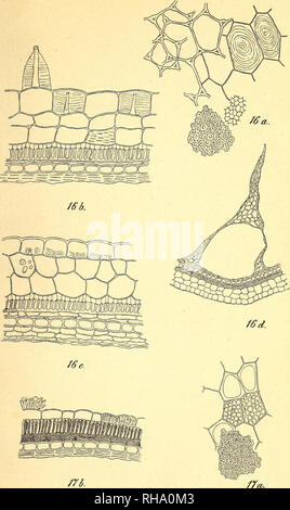 . Botanisk tidsskrift. Botanique ; plantes ; les plantes. Botanisk Tidsskrift 19. Bind. 12 Tavle.. B. gramme del. 16. Smapis alba. 17. Sinapis arvensis.. Veuillez noter que ces images sont extraites de la page numérisée des images qui peuvent avoir été retouchées numériquement pour plus de lisibilité - coloration et l'aspect de ces illustrations ne peut pas parfaitement ressembler à l'œuvre originale.. Botaniske forening i København. København : H. Hagerups Forlag Banque D'Images