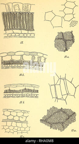 . Botanisk tidsskrift. Botanique ; plantes ; les plantes. Botanisk Tidsskrift 19. Bind. 11 Tavle.. B. gramme del. 13. Lepidium campestre. 14. Melanosinapis nigra. 15. Raphanus raphanistrum.. Veuillez noter que ces images sont extraites de la page numérisée des images qui peuvent avoir été retouchées numériquement pour plus de lisibilité - coloration et l'aspect de ces illustrations ne peut pas parfaitement ressembler à l'œuvre originale.. Botaniske forening i København. København : H. Hagerups Forlag Banque D'Images