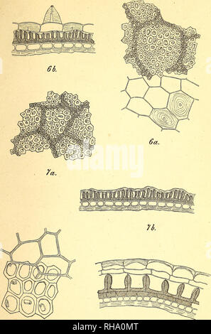 . Botanisk tidsskrift. Botanique ; plantes ; les plantes. Botanisk Tidsskrift 19. Bind. Tavle 9.. Sa. Sb. B. gramme del. 6. Le Brassica juncea. 7. Brassica ramosa. 8. Barbarea vulgaris.. Veuillez noter que ces images sont extraites de la page numérisée des images qui peuvent avoir été retouchées numériquement pour plus de lisibilité - coloration et l'aspect de ces illustrations ne peut pas parfaitement ressembler à l'œuvre originale.. Botaniske forening i København. København : H. Hagerups Forlag Banque D'Images