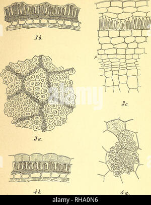 . Botanisk tidsskrift. Botanique ; plantes ; les plantes. Botanisk Tidsskrift 19. Bind. Tavle 8.. Veuillez noter que ces images sont extraites de la page numérisée des images qui peuvent avoir été retouchées numériquement pour plus de lisibilité - coloration et l'aspect de ces illustrations ne peut pas parfaitement ressembler à l'œuvre originale.. Botaniske forening i København. København : H. Hagerups Forlag Banque D'Images