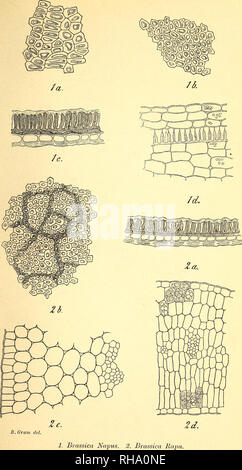 . Botanisk tidsskrift. Botanique ; plantes ; les plantes. Botanisk Tidsskrift 19. Bind. Tavle 7.. Veuillez noter que ces images sont extraites de la page numérisée des images qui peuvent avoir été retouchées numériquement pour plus de lisibilité - coloration et l'aspect de ces illustrations ne peut pas parfaitement ressembler à l'œuvre originale.. Botaniske forening i København. København : H. Hagerups Forlag Banque D'Images