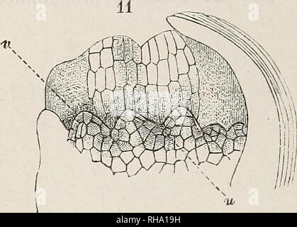 . Botanisk tidsskrift. Botanique ; plantes ; les plantes. Ses angles arrondis à 124 et des polygones (A et B), dont les pa- rois n'ont guÃ®re la position radiale ; ce tissu se distingue ensuite par des mÃ©ats intercellulaires de diverses grandeurs ; 3Â° enfin, un groupe mÃ©dian de trà s¨petites cellules (D) re- rÃ©guliÃ¨turation formÃ©es et irrÃ©guliÃ¨turation disposÃ©es, Ã parois mâche sans mÃ©ats intercellulaires. Ces trois diverses pour- mes de tissu cellulaire, je les nomme : 1Â° Ã©pidÃ©mie ; 2Â° tissu fondamental ; 3Â° faisceau vasculaire. b. Le rayon de l'aigrette naÃ®t comme une papille Hôtel©- misphÃ©rique, forme Banque D'Images