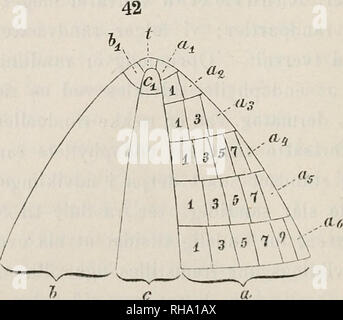 . Botanisk tidsskrift. Botanique ; plantes ; les plantes. 74 gennemløbet raekke udviklingsformer af den hele, der fremstilles ved fig. 46, 45, 44 et 43. Jo naermere bladspidsen ved, jo tidligere slår endophyllets randcelle sur fra 2den til 1ste grad ; j'spidsen selve har vi est réglé, hvorledes endophyllet udvikles fra først til Dernière mise en raekke randceller dav af 1ste grad (i den allerøverste endophyllet spid mangler). Løvbladet. Randlinien er i den største del af bladet construit som fig. 46'randvaexten kortvarig ; de er ; ganske kort, un randvaext ophører bladets hele, phyllets randcelle- endo slår til plus Banque D'Images