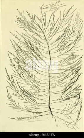 . Botaniska studier, tellägnade F. R. Kjellman den 4 novembre 1906. Kjellman, F. R. (Frans Reinhold), 1846-1907 ; la botanique. BOTANISKA STUDIER TILLÄGNADE F. R. KJELLMAN. Taf. VIII.. DcsiiKircstia anccps Moxr. '-'/•. Veuillez noter que ces images sont extraites de la page numérisée des images qui peuvent avoir été retouchées numériquement pour plus de lisibilité - coloration et l'aspect de ces illustrations ne peut pas parfaitement ressembler à l'œuvre originale.. Uppsala, Almqvist & Wiksell ; Banque D'Images