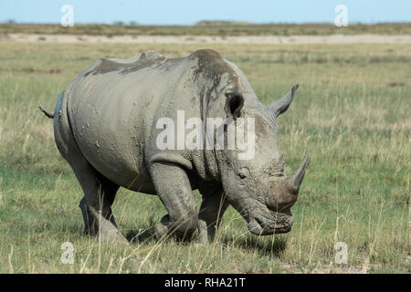 Le rhinocéros blanc, Ceratotherium simum, couvert de boue sur les plaines d'Etosha en saison humide. Banque D'Images