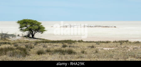 Arbre isolé sur le bord de l'Etosha du Salvador Sueda boucle. Banque D'Images