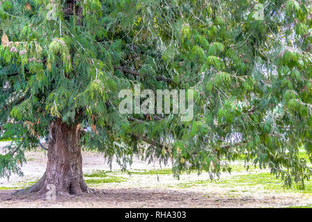 Arbre répandu avec fat/chunky tronc et branches horizontales Banque D'Images