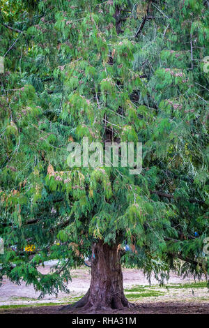 Arbre répandu avec fat/chunky tronc et branches horizontales Banque D'Images