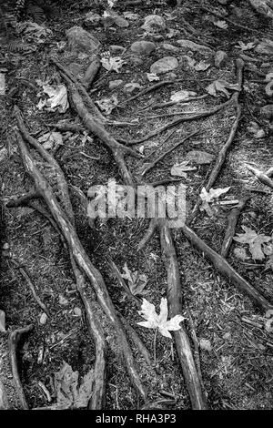 Tombée feuilles d'érable et les racines des arbres exposés au-dessus du sol. Noir et blanc. Banque D'Images