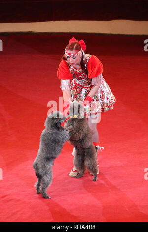 Les caniches formés dans le cirque arena. Des chiens entraînés dans le cirque. Amusant les chiens. Deux caniches danser ensemble sur ses pattes sur le cirque arena rouge. Circus Banque D'Images